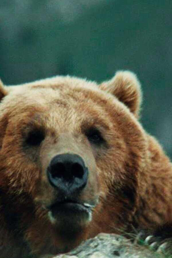 L'Ours (1988) 0