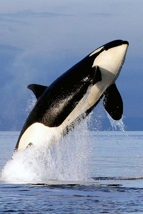 Free Willy 2: The Adventure Home (1995) 0