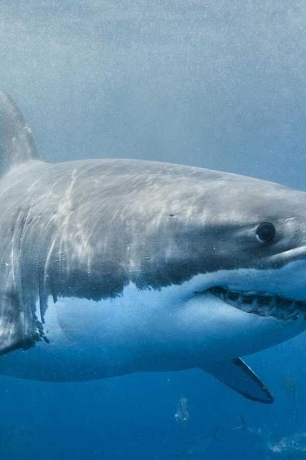 Envoy: Shark Cull (2021) 0