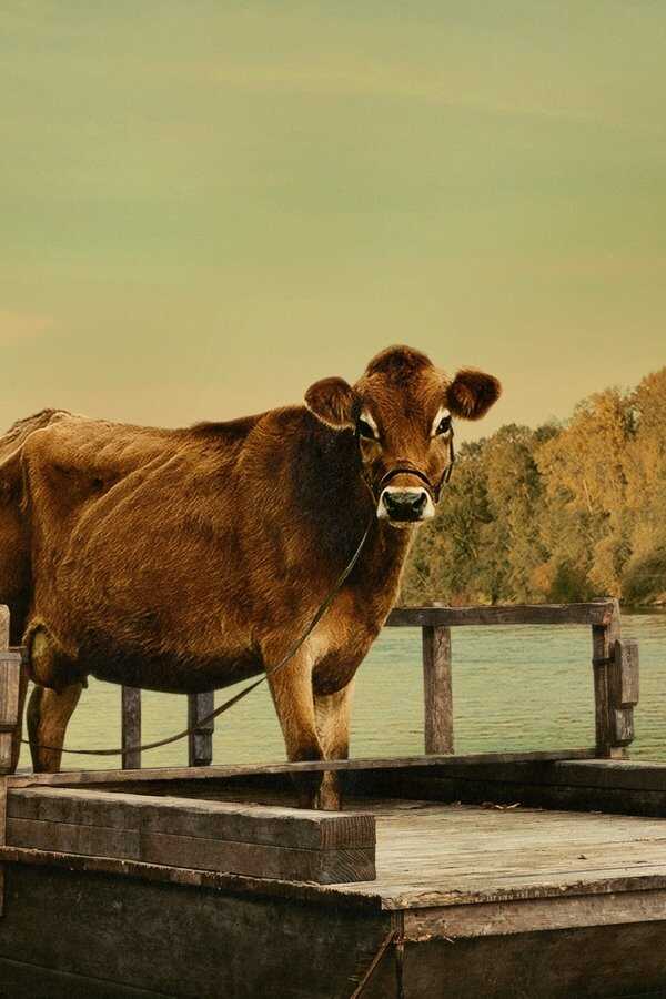 First Cow (2020) 0