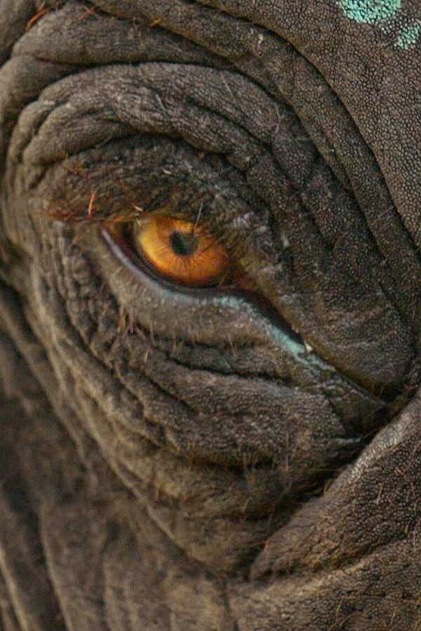 The Elephant Whisperers (2022) 0
