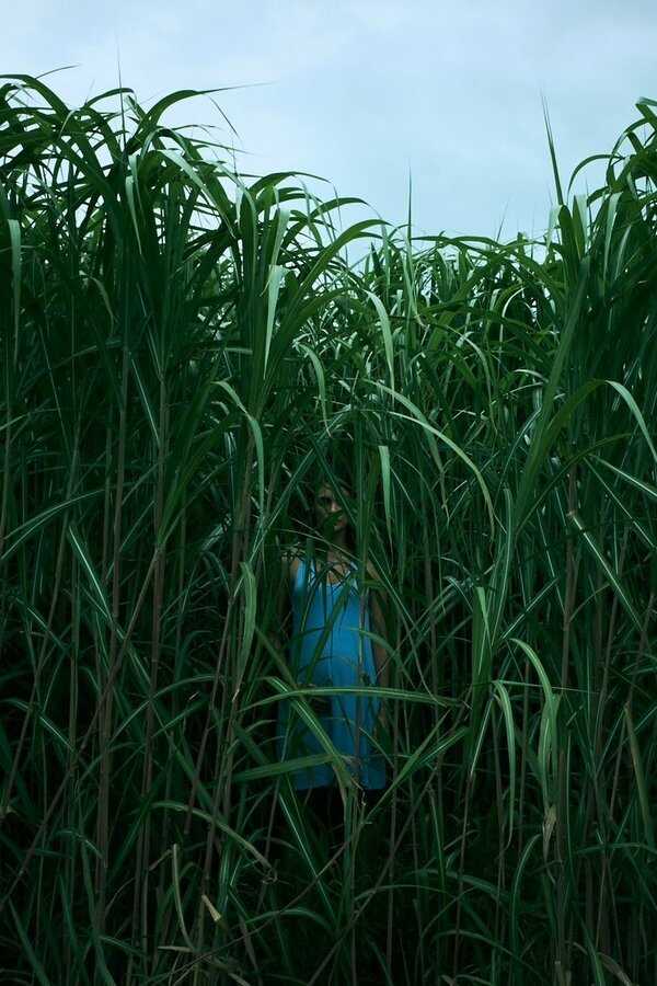 Dans les hautes herbes (2019) 0