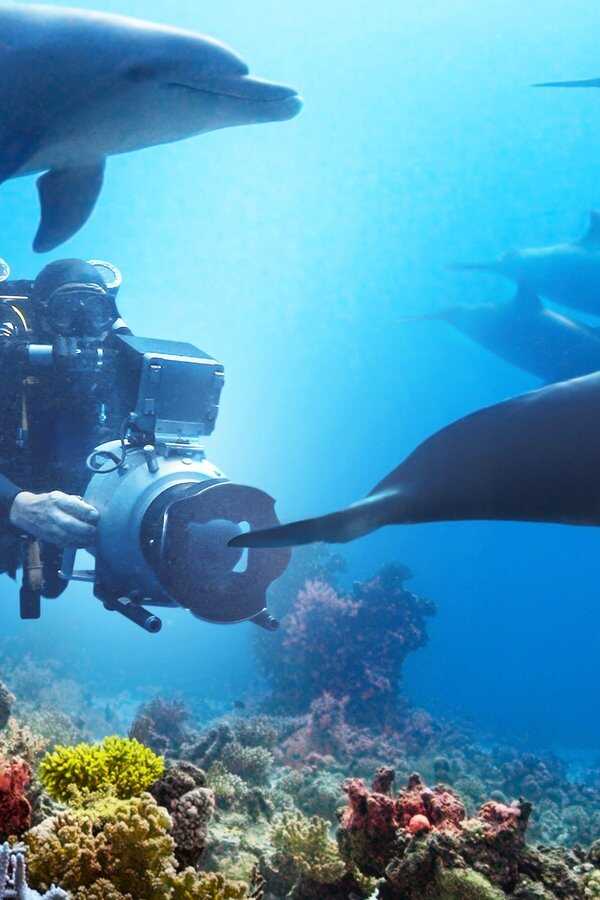 Plongée dans le Monde des Dauphins (2020) 0