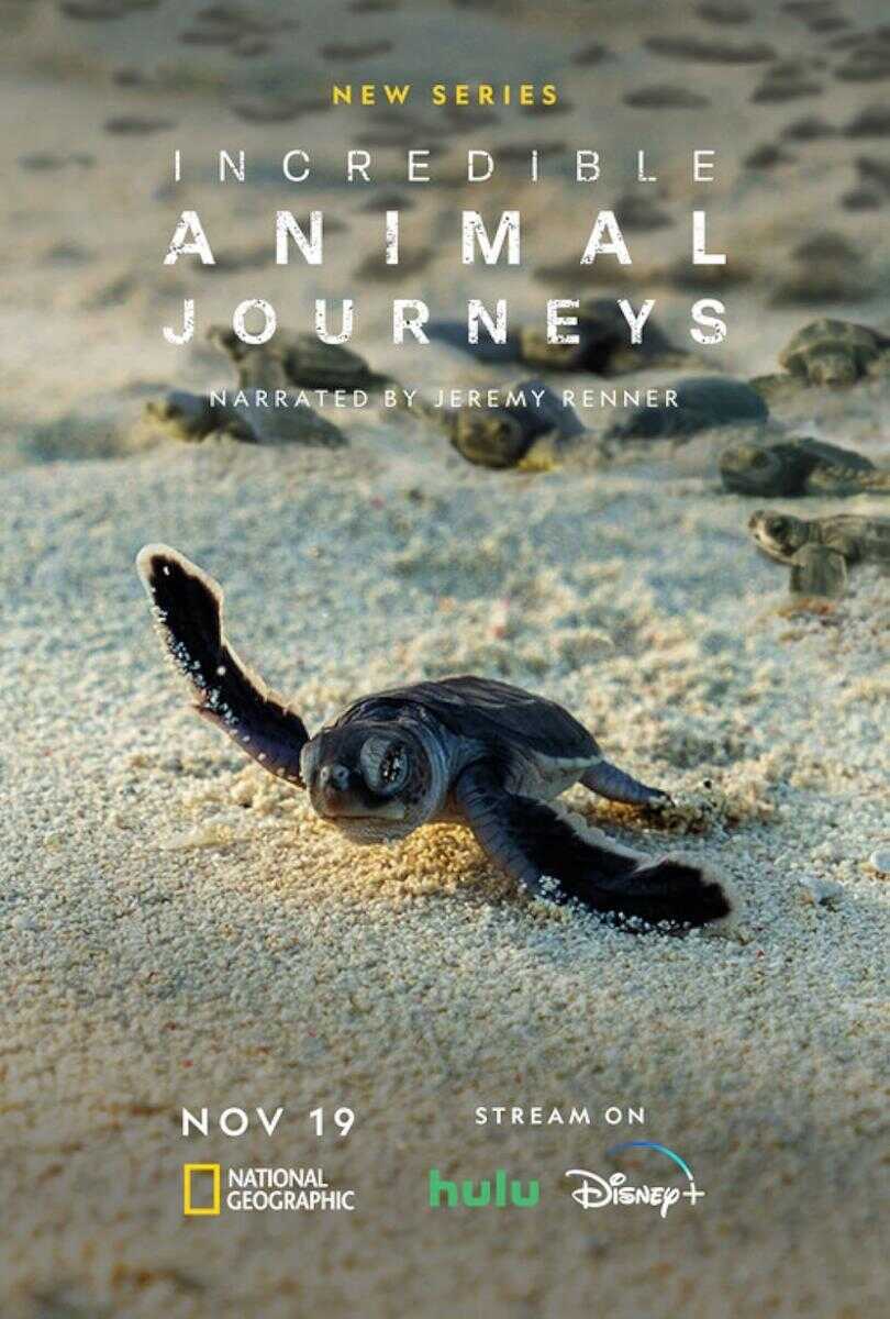 ES - Viajes increíbles de animales (2023) 5