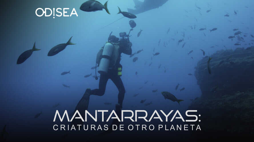 Mantarrayas criaturas de otro planeta 0