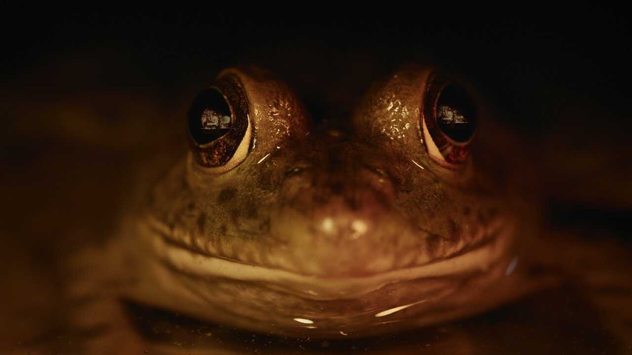 AR - كوابيس الطبيعة (2025) (US) 3