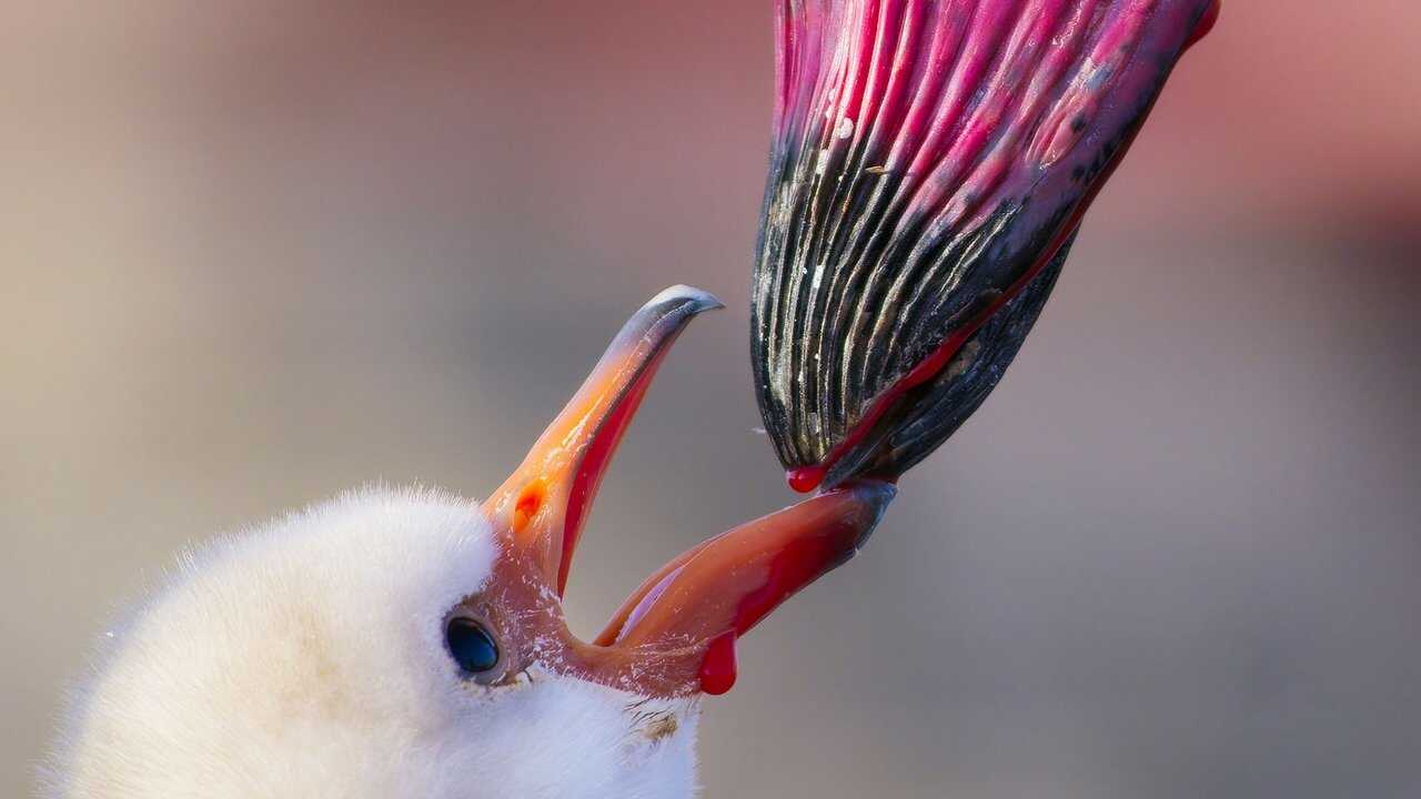 EN - A Perfect Planet 4K (2021) 2