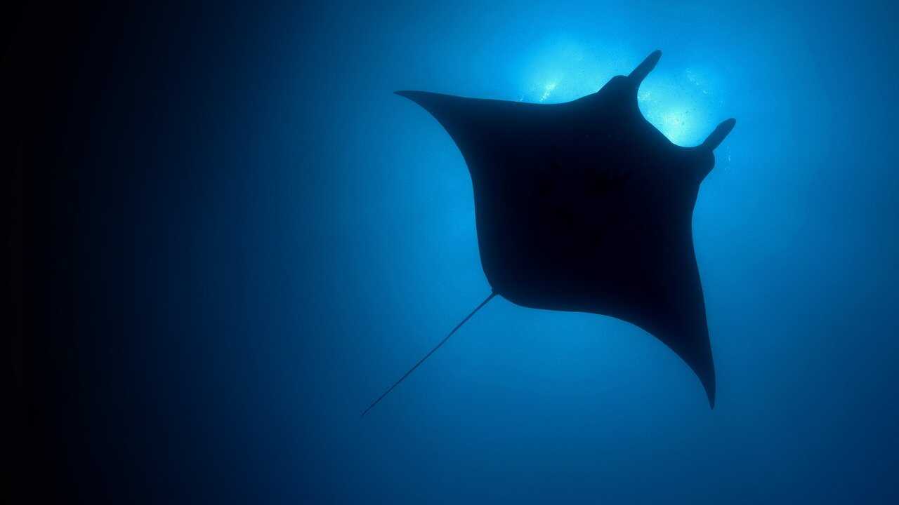 EN - The Blue Planet (2001) 0