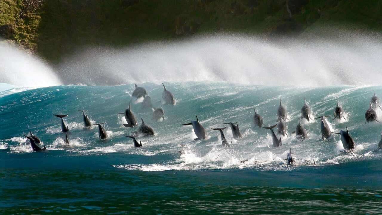 EN - Blue Planet II 4K (2017) 3