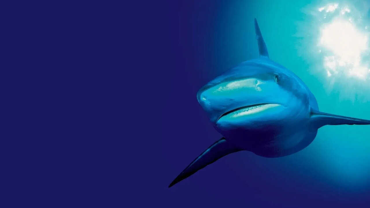 EN - The Blue Planet (2001) 2