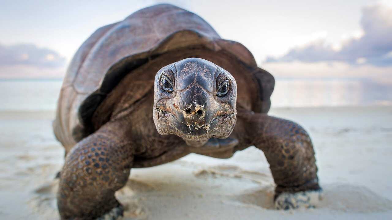 EN - A Perfect Planet 4K (2021) 3