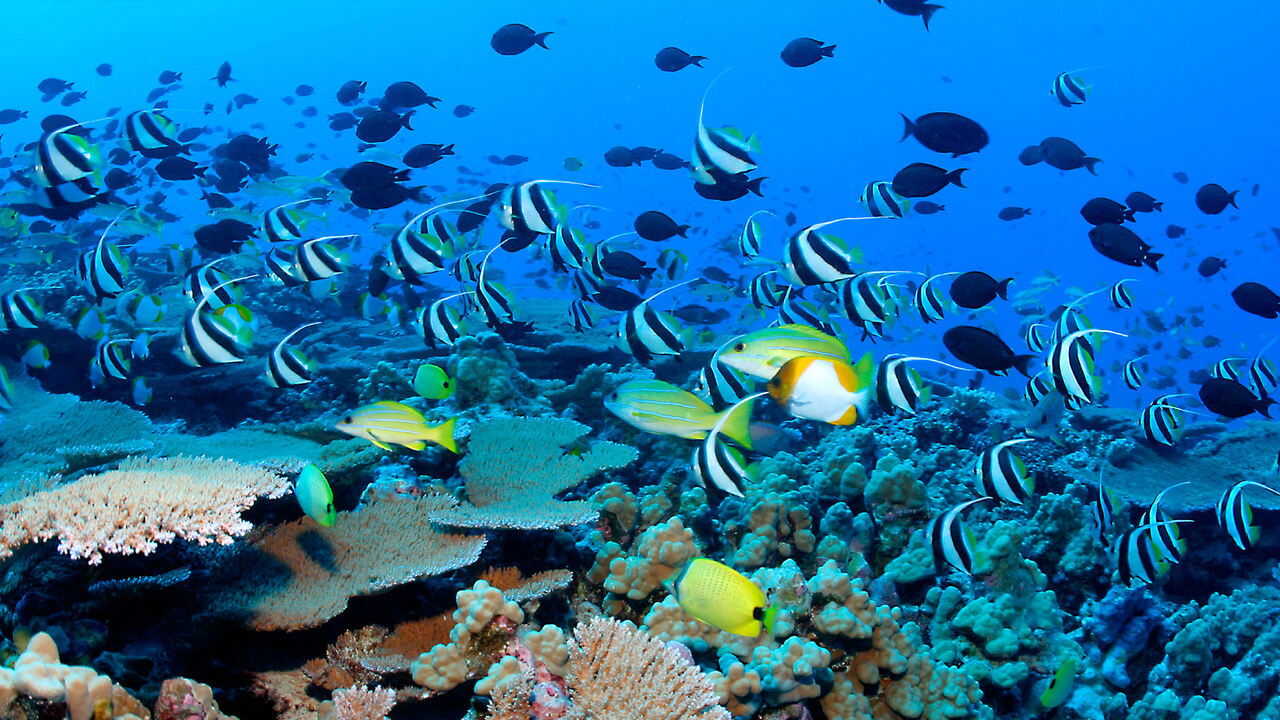 EN - The Blue Planet (2001) 3