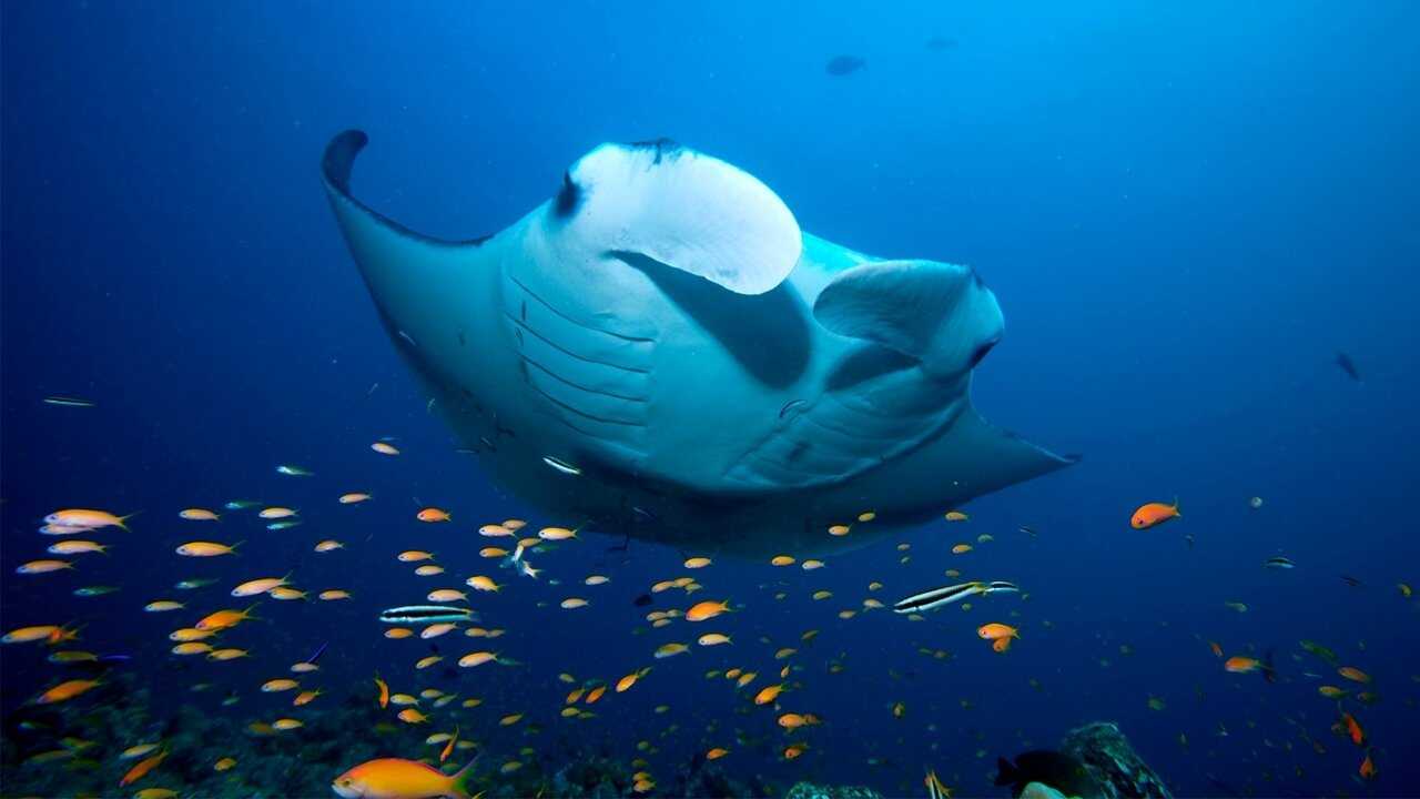 EN - Blue Planet II 4K (2017) 4