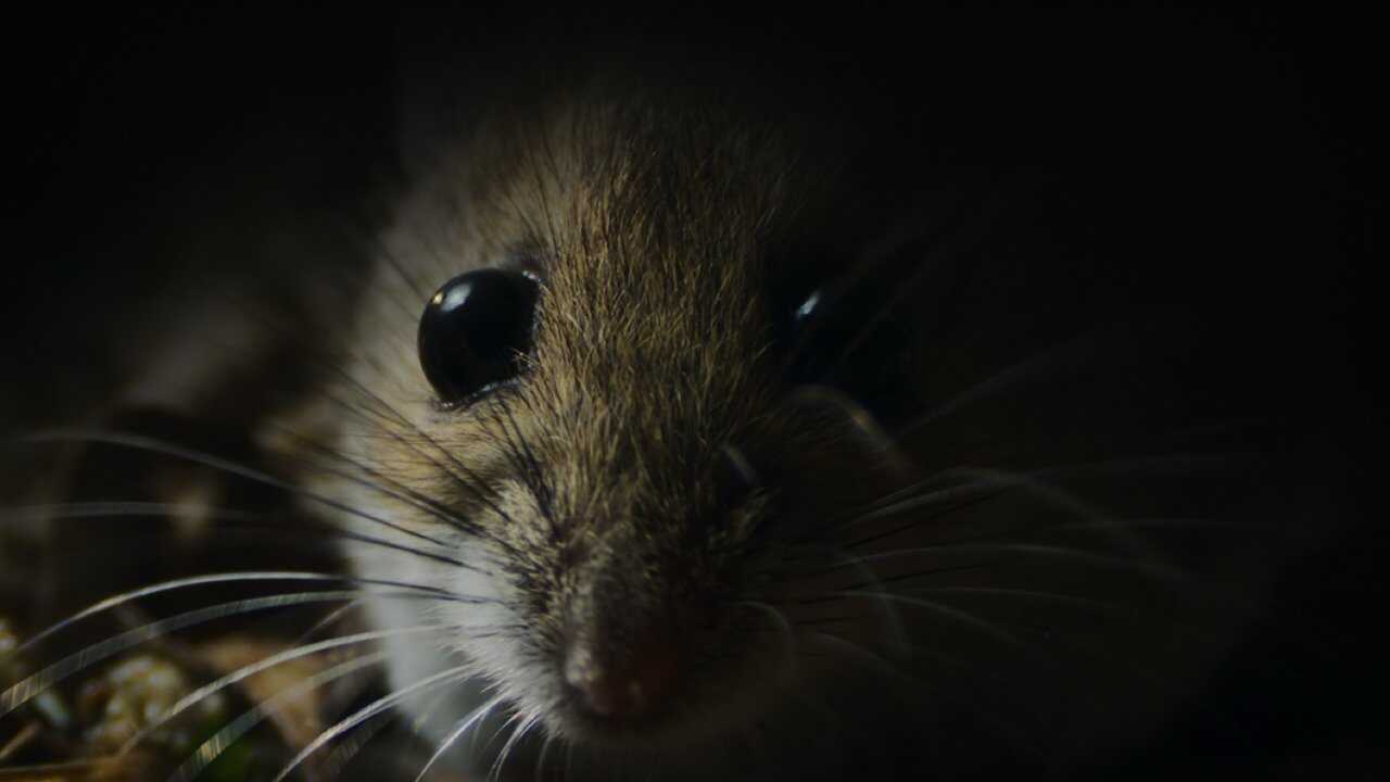 AR - كوابيس الطبيعة (2025) (US) 4